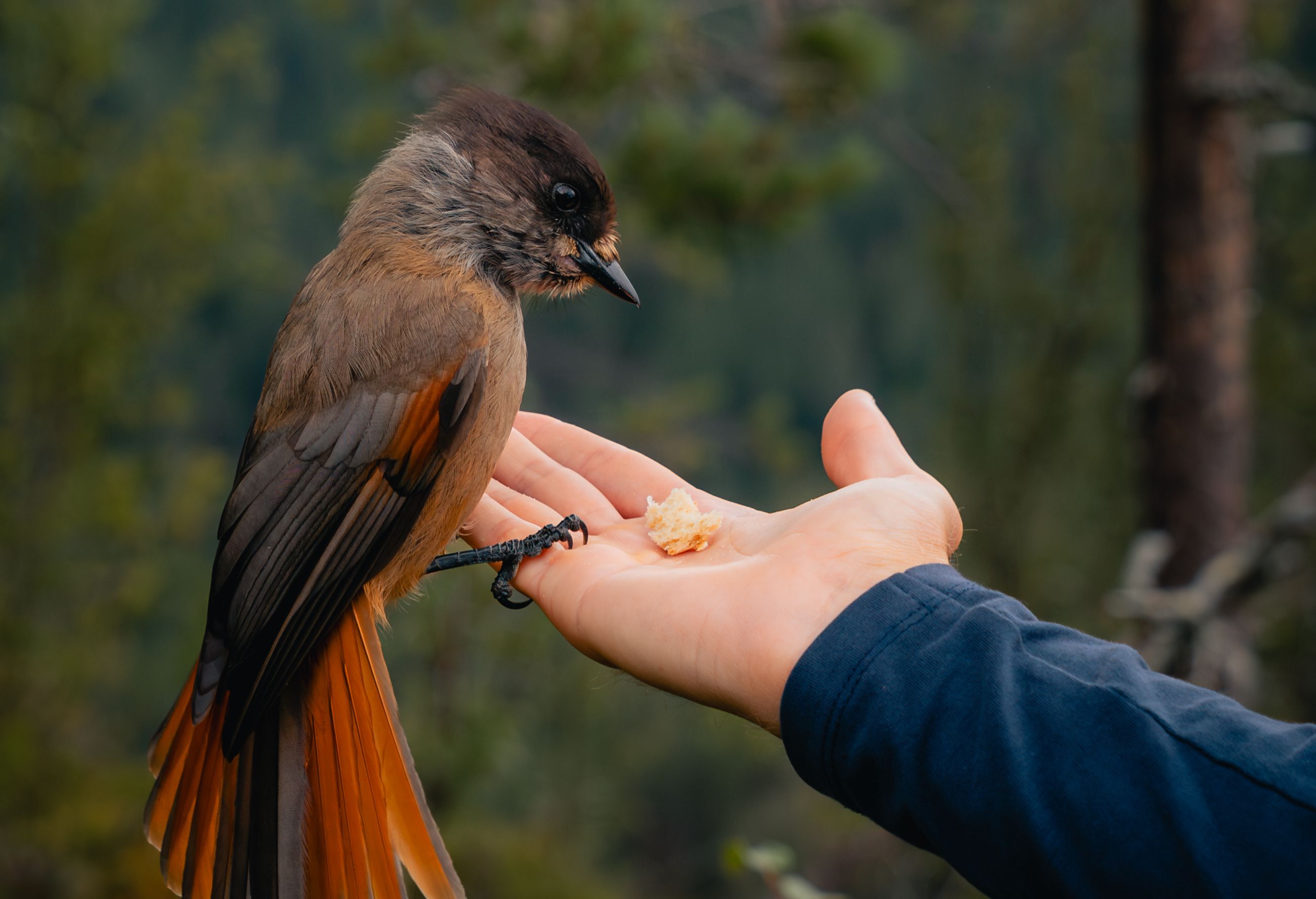 camper Finland slow travel vogel